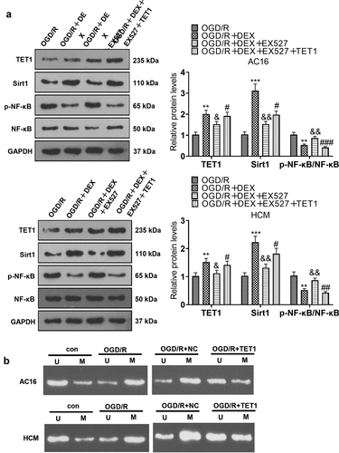 Figure 6. TET1 mediated demethylation of the Sirt1 promoter and lifted Sirt1 expression.