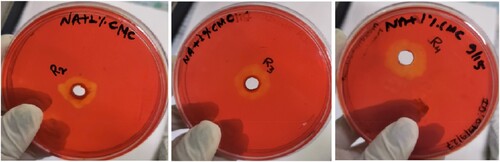 Figure 5. Holozone test for cellulolytic bacteria in carboxymethyl cellulose (CMC) agar plate by isolates R2, R3 and R4 (left to right) showing cellulolytic activity.