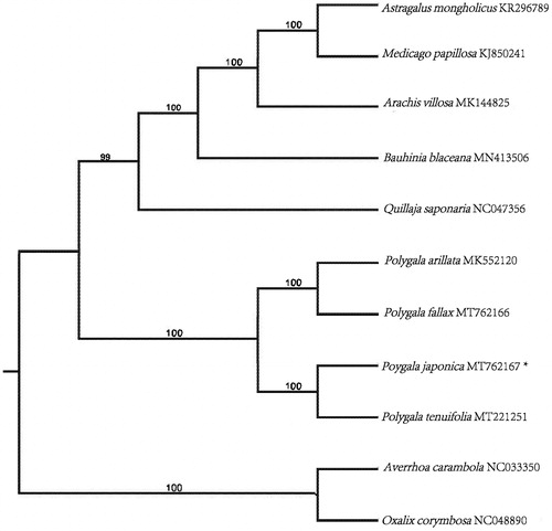 Figure 1. Maximum likelihood (ML) phylogenetic tree inferred from 11 complete cp genomes. The position of Polygala japonica is marked with an asterisk. Averrhoa carambola and Oxalis corymbosa were selected as outgroup. Values along branches correspond to ML bootstrap percentages. Genbank accession numbers were shown..