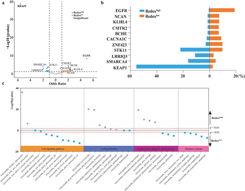 Figure 3. Comparison of Molecular features and Enrichment Scores of Hallmark Gene Sets between Metabolic Phenotypes. (a) Volcano plots comparing somatic mutations across metabolic phenotypes, with the horizontal axis representing the odds ratio and the vertical axis representing the statistical significance; (b) Bar plot shows mutation frequencies of representative genes in redoxhigh and redoxlow LUAD; (c) Horizontal axis representing pathway signatures and the vertical axis representing statistical significance. Dots above the horizontal axis indicate pathways upregulated in redoxhigh LUAD, below indicate pathways upregulated in redoxlow LUAD.