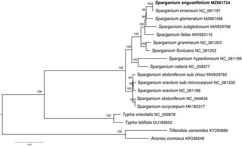 Figure 1. The maximum-likelihood tree inferred from 18 chloroplast genomes of Typhaceae and Bromeliaceae species (accession numbers are listed). The position of Sparganium angustifolium is highlighted in bold and numbers above each node are bootstrap support values.