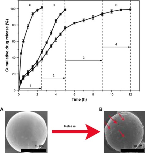 Figure 6 In vitro dialysis release study of BH from formulations: (a) BH solution, (b) conventional BH microsphere, and (c) BMEM. The cumulative drug release (%) is plotted against time (h). Values are presented as the mean ± SD (n=5). SEM micrographs of BMEM: (A) microsphere before release process and (B) microsphere after release process.Abbreviations: BH, betaxolol hydrochloride; BMEM, betaxolol hydrochloride encapsulated microsphere; SEM, scanning electron microscopy.