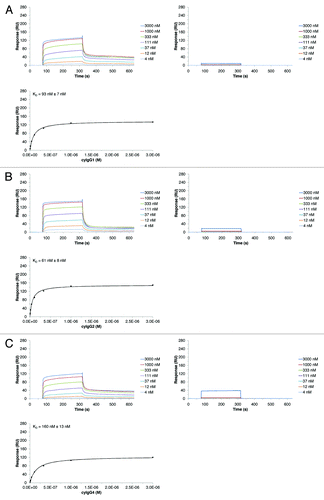 Figure 3. SPR results of the interaction between different cyIgG molecules and hFcRn. SPR sensorgrams for cyIgG1 (A), cyIgG2 (B) and cyIgG4 (C) were recorded at pH 6.0 (left panels) and pH 7.2 (right panels). The IgG-FcRn KD values (given errors represent 95% confidence intervals of the fits) were determined using a steady-state model, corresponding fits at pH 6.0 are presented in the lower panels. Response scale of ordinates was kept constant for all sensorgrams and steady-state figures throughout the manuscript to enable a direct comparison.