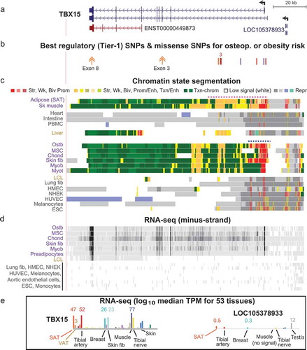 Figure 1. Obesity-trait or osteoporosis-related GWAS Tier-1 SNPs overlap tissue-specific regulatory chromatin in TBX15. (a) The two TBX15 RefSeq gene isoforms, a truncated ENSEMBL isoform, and the upstream noncoding RNA gene (chr1:119,412,120–119,554,007, hg19); the broken arrow at TBX15 shows the main TSS. (b) The location of two nonsynonymous coding SNPs (double arrows) and eight Tier-1 (best regulatory candidates) SNPs; ‘3,’ a cluster of three Tier-1 SNPs. (c) Roadmap-derived chromatin state segmentation of strong (str), weak (wk), or bivalent (biv; poised) promoter or enhancer chromatin or repressed (repr) chromatin; SAT, subcutaneous adipose tissue; ostb, osteoblasts; Sk muscle, skeletal muscle; PBMC, peripheral blood mononuclear cells; fib, fibroblasts; myob, myoblasts; myot, myotubes; LCL, lymphoblastoid cell line; HMEC, mammary epithelial cells; NHEK, embryonic kidney cells; HUVEC, umbilical vein endothelial cells; ESC, embryonic stem cells; dotted horizontal lines, super-enhancers. (d) ENCODE strand-specific total RNA-seq. (e) RNA-seq TPM (log10) from GTEx; the median TPM is given for some of the samples; VAT, visceral adipose tissue. All tracks were visualized in the UCSC Genome Browser and are aligned in this figure and Figures 2–5, and purple labels denote TBX15-expressing samples; grey, non-expressing samples; brown labels, samples expressing predominantly the truncated TBX15 isoform.