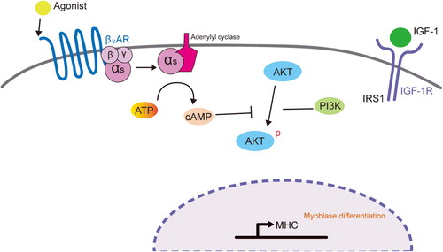 Figure 5. Proposed model of the mechanism by which β2-AR activation inhibits myogenic differentiation by blocking the PI3K–AKT pathway. IGF-I activates IGF-IR to stimulate myogenic differentiation through the PI3K–AKT signaling pathway. Upon β2-agonist (e.g. formoterol) binding to β2-adrenoreceptor, adenylyl cyclase is activated, resulting in the accumulation of cAMP and activation of PKA. Cyclic AMP and activated PKA may block the PI3K–AKT signaling pathway, which will lead to the inhibition of myogenic differentiation.