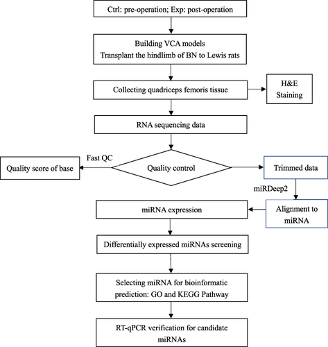 Figure 1 miRNA-sequences experiment workflow.