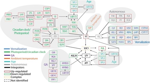 Figure 5. Response of major flowering-related genes in chilled tobacco at the seedling stage. Genes in blue, green, gray, purple, and cyan are ‘vernalization,’ ‘circadian clock/photoperiod,’ ‘autonomous,’ ‘GA,’ and ‘age’ pathway genes, respectively. Genes in black are the flowering pathway integrators. Frames in red, green, black, and dashed lines indicate up-regulated, down-regulated, unchanged, and not-identified genes, respectively. Frames in golden indicate genes with both up-regulated and down-regulated homologs. Arrows indicate positive regulation and bars indicate negative regulation. The relationships among the listed genes are drawn according to the diagram for A. thaliana by Fornara et al. (Citation2010), Srikanth and Schmid (Citation2011).
