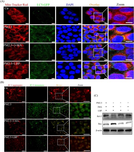 Figure 8. PM2.5 triggers mitophagy and activates mitochondria-related apoptosis signal Bax/Bcl-2. (A) GFP-LC3 adenovirus and Mito tracker Red were used to label autophagosomes and mitochondria in HaCaT cells to detect the process of mitochondrial autophagy (mitophagy). Scale bar = 10 μm. (B) Mitochondrial membrane potential was evaluated by JC-1 assay. Scale bar = 50 μm. (C) HaCaT cells were pretreated with 3-MA or LBP and then exposed to PM2.5 for 24 h. The expression levels of Bax and Bcl-2 was analyzed by Western blot assay. Values are mean ± SD. *p < 0.05 versus the control group; #p < 0.05 versus the PM2.5 treatment alone group.