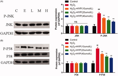 Figure 6. Protein expression of JNK, p-JNK, P38 and p-P38 was evaluated by western blot.
