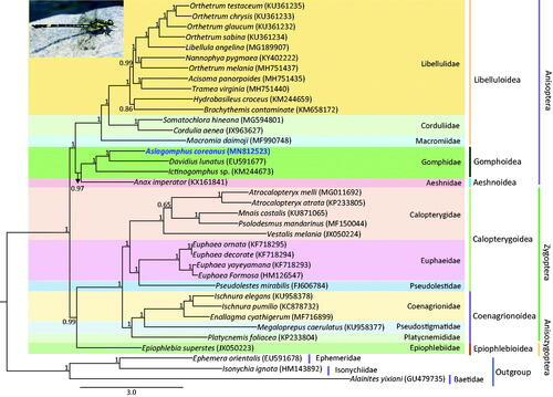 Figure 1. Phylogenetic tree for Odonata. The tree was constructed using the concatenated nucleotide sequences of 13 protein-coding genes (PCGs) and 2 rRNAs using the Bayesian inference (BI) method. The numbers at each node specify the Bayesian posterior probabilities (BPP). The scale bar indicates the number of substitutions per site. GenBank accession numbers of each species are shown in the brackets after scientific names.