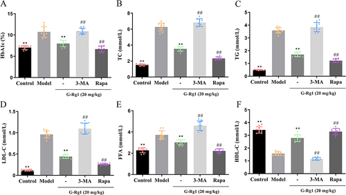 Figure 2 Effect of G-Rg1 on lipid metabolism in STZ-induced diabetic mice. (A) The serum levels of (A) HbA1c, (B) TC, (C) TG, (D) LDL-C, (E) FFA, and (F) HDL-C were estimated using an automatic biochemical analyzer. **P<0.01, compared with the model group; ##P<0.01, compared with the G-Rg1 (20 mg/kg) group.
