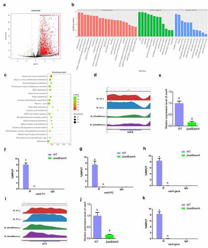 Figure 4. H3k36me3 catalyzed by SetB and AshA regulates many important biological processes. (a) Distributions of log2 FC (WT/ΔsetB/ashA), and 1995 DAPs for all 5592 peaks are significantly accumulated in WT sample (Red color; -log2 FC ≥1, p < 0.01), 23 DAPs are accumulated in the sample from δsetb/asha strain (green color; log2 FC ≤-1, p < 0.01), and 3574 peaks are not differentially regulated (black color; log2 FC < 1 or > −1, p>0.01 if log2 FC > 1 or < −1). (b) the annotation of biological processes, cellular components and molecular function for the genes which are up-regulated at WT strain compared to δsetb/asha strain. (c) the bubble graph of KEGG pathways of up-regulated gene fragments in the WT strains compared to δsetb/asha strain. (d) Comparation of the enriching levels of the H3K36me3 modified promotor and coding sequence of wetA gene between WT and δsetb/asha strain through ChIP-seq analysis. (e) qRT-PCR analysis on the expression level of the sporulation regulating gene wetA. (f) ChIP-qPCR analysis on the H3K36me3 modified promotor of wetA (−529 to −427 bp upstream of the TSS, IgG was used as negative control). (g) ChIP-qPCR analysis on second H3K36me3 modified promotor position for wetA (−373 to −207 bp upstream of the TSS). (h) ChIP-qPCR analysis on the H3K36me3 modified gene coding sequence (open read fragment, ORF) of wetA (167 to 308 bp downstream of the TSS). (i) Comparation of the enriching levels of the H3K36me3-modified chromatin fragment of steA gene between WT and δsetb/asha strains. (j) the expression level of the sclerotia regulating gene SteA. (k) ChIP-qPCR analysis on H3K36me3 modified ORF region of steA gene (1909 to 2023 bp downstream of the TSS).