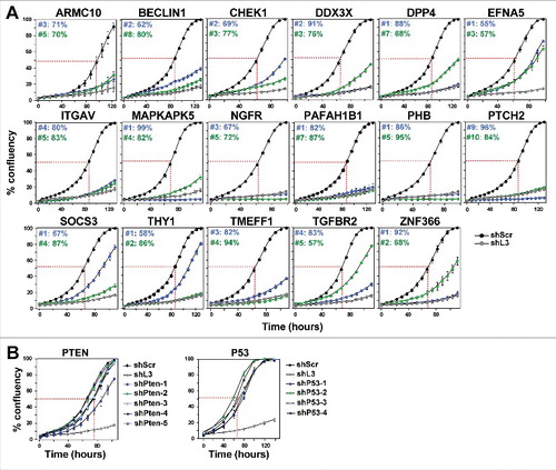 Figure 1. shRNAs derived from 17 TS genes cause growth reduction in HeyA8 cells.(A) Percent cell confluence over time of HeyA8 cells after infection with shScr, shL3 and two shRNAs for each of the 17 TS genes. The curves for cells infected with two independent shRNAs for each TS gene and their specific ID number and respective growth reduction caused by each shRNA are shown in blue and green. Percent growth reduction values (as shown in Table 1) were calculated using STATA1C software when cells infected with shScr reached half maximal confluency as indicated by the red dotted line. (B) Percent cell confluence over time of HeyA8 cells after infection with shScr, shL3, and five shRNAs targeting PTEN (left) and four shRNAs targeting p53 (right). Percent growth reduction values are shown in Table 1.
