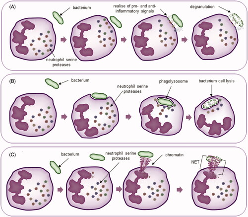 Figure 1. Neutrophil mechanisms of action. (A) Degranulation; (B) phagocytosis; (C) NETosis.