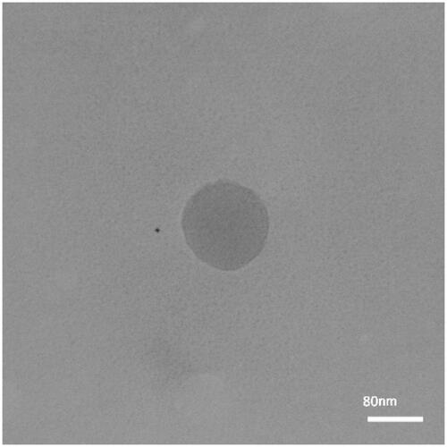 Figure 3. TEM image of CH-SA nanoparticles. This image confirms the spherical shape of the nanoparticle.