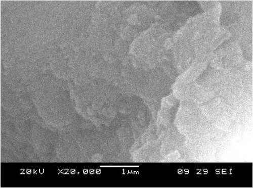 Figure 2. SEM image of SiO2-NiO xerogel nanocomposite.