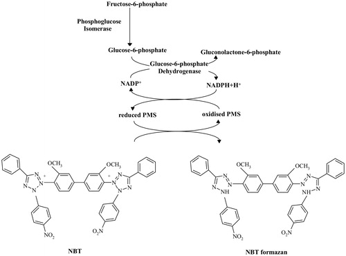 Figure 1. The mechanism of bioautographic assay for the detection of phosphoglucose isomerase activity. Abbreviations used: NADP+, nicotinamide adenine dinucleotide phosphate; NADPH, nicotinamide adenine dinucleotide phosphate, reduced form; PMS, phenazine methosulfate; NBT, nitrotetrazolium blue chloride.