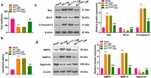 Figure 4. Overexpressing CAB39 alleviated chondrocyte injury induced by macrophages.