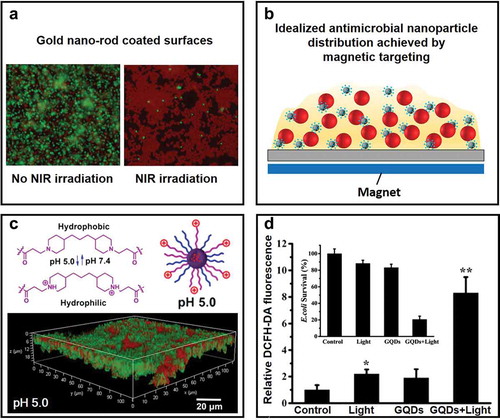 Figure 3. Examples of the advantages of nano-antimicrobials in combating infectious biofilms. (a) Fluorescence images showing the effect of a gold-nanorod coating on a glass surface in bacterial killing of an S. epidermidis biofilm by photothermal heat conversion. Biofilms on the gold-nanorod coated surface show almost complete bacterial killing (red-fluorescent bacteria) upon NIR-irradiation. Green-fluorescent bacteria are alive [Citation47] (with the permission of Elsevier Ltd.). (b) The idealized deep penetration and homogeneous distribution of magnetically targeted nanoparticles into infectious biofilms often assumed rather than experimentally demonstrated and not trivial to achieve [Citation49] (with permission of ACS Publications). (c) Penetration and accumulation of pH-responsive, Nile-red-loaded mixed-shell polymeric micelles in a staphylococcal biofilm at pH (5.0) [Citation64] (with permission of ACS Publications). (d) ROS production by graphene carbon dots (GQDs) upon sunlight irradiation (quantified by DCFH-DA staining) and E. coli survival (inset) [Citation30] (with permission from Taylor & Francis).