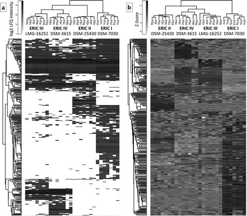 Figure 1. Two heatmaps that visualize the proteome differences in exoproteins of the four genotypes. a) Heatmap generated after the missing values were replaced by the constant “0.” The presentation demonstrates that the number of proteins was not detected in all 7 biological replicates (denoted with a–g) within the genotype. b) Heatmap was generated after the missing values were replaced from a normal distribution, and the data were subtracted using a Z-score. Both data evaluation methods provide similar results in which ERIC I clusters separately from ERICs II–IV, which likely corresponds to the difference in the efficiency at which these genotypes kill honeybee larva. Overall, the results indicate a similarity between ERIC III and IV and a substantial difference between ERIC I and II.