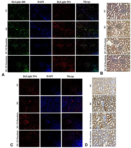 Figure9 The effects of maackiain TLR4/MYD88/NF-κB pathway protein destruction in HFD & low STZ induced diabetic rats. (A) Immunofluorescence double staining results of TLR4 (red color) and MYD88 (green color); (B) Immunohistochemistry staining results of NF-κB p65; (C) Immunofluorescence single staining results of IKBα (red color); (D) Immunohistochemistry staining results of MCP-1. Magnification = x40; Scale bar = 100µm.