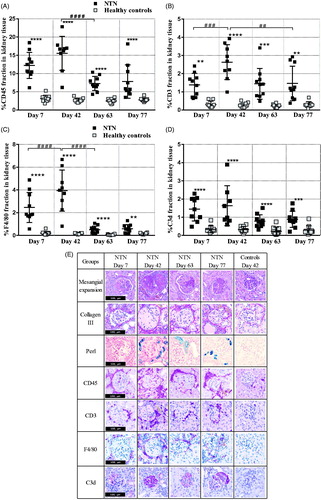 Figure 3. Time course of renal inflammatory response. (A) Scatter plot is showing semi-quantification of the CD45 positive area of the cortex area. (B) Scatter plot is showing semi-quantification of the CD3 positive area of the cortex area. (C) Scatter plot is showing semi-quantification of F4/80 positive area of the cortex area. (D) Scatter plot is showing semi-quantification of the C3d positive area of the cortex area. (E) Representative histopathological images of the disease change over time. Data are shown as mean ± SD. **p < .01, ***p < .001, ****p < .0001 NTN groups vs. healthy control groups and, ##p < .01, ###p < .001 ####p < .0001 NTN group vs. NTN group by one-way ANOVA using Tukey’s multiple comparisons test (n = 10).