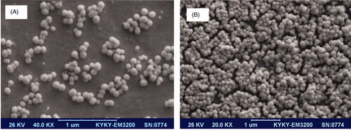 Figure 1. SEM image of synthesized (A) CH-SA nanoparticles, (B) CH-SA–Dotarem® nanoparticles. Spherical shape of nanoparticle and nanoprobe is observed. Dotarem® loading did not have an influence on nanoparticle morphology.