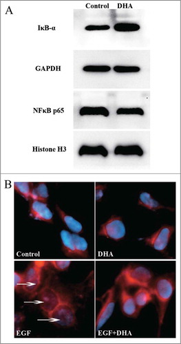 Figure 3. DHA inhibits NF-κB pathway in endothelial cells. (A) Representative immunoblots of IκB-α (cytoplasmic) and NF-κB p65 (nuclear) extracted from HUVECs treated with DHA for 6 hrs. GAPDH and Histone H3 were used as loading control for cytoplasmic and nuclear protein, respectively. (B) Immunoflourescence staining of NF-κB p65 in HUVECs. Arrows refer to positive p65 staining in the nucleus.