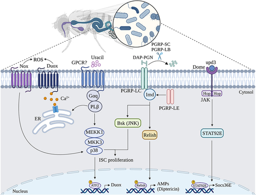 Figure 2. Function of Drosophila gut microbiota in homeostasis and immunity. Drosophila gut microbiota modulates several signaling pathways that have profound effects on its gut homeostasis and immunity. Bacterial-derived metabolites such as uracil induce the generation of reactive oxygen species (ROS) through the NADPH oxidase (Nox) and dual-oxidase (Duox), which are involved in intestinal stem cell (ISC) regulation. Gut microbiota also increases the expression of the immune deficiency (Imd) pathway that is responsible for the production of Relish/NF-κB-dependent antimicrobial peptides (AMPs), the Janus kinase/Signal transducers and activators of transcription (JAK/STAT) pathway that controls multiple biological processes during ISC proliferation and homeostasis, and the c-Jun NH2-terminal kinase (JNK) pathway that promotes epithelium renewal during injury and repair states.