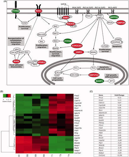 Figure 5. Gene expression studies proved that the behavioral differences were caused at a genic level. (A) Schematic representation of signaling pathways in which gene expression presents a fold change> 3 or< −3 in cells within technological microcapsules, in comparison to the biological group. (B) Heat map representation of differentially expressed genes. Results are expressed as a fold change ratio. Each column represents a replicate and each row represents a gene (Euclidean distance, average linkage; n = 4 for gene studies, with the loss of a technological replicate due to technical problems during hybridization process. B: biological; T: technological). (C) Values of fold change in cells within technological vs. biological capsules. In all cases, red color indicates up-regulated genes and green color down-regulated genes.
