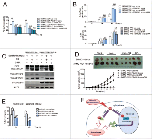 Figure 9. PSMD10-mediated autophagy caused drug resistance to sorafenib. (A) SMMC-7721-luc, SMMC-7721-PSMD10 cells were subjected to sorafenib (20 μM) for 24 or 48 h in the presence or absence of either CQ (10 μM) or 3-MA (10 mM) before performing CCK-8 assays. (B) Cells from (A) were analyzed for apoptosis. The percentage of cells was determined using the ANXA5 and propidium iodide (PtdIns) staining assay. (C) Immunoblot for apoptosis markers including PARP, CASP3, and CASP7 in cells from (B). (D) Effects of sorafenib and CQ on subcutaneous PSMD10-overexpressing tumors. SMMC-7721-luc or SMMC-7721-PSMD10 cells were injected into the right flanks of nude mice. Two weeks after injection, mice were randomly assigned into 4 groups, and set for sorafenib or CQ alone or both combination treatments (intraperitoneally, i.p.). Tumors from mice in each group, after tumor therapy, are presented, and average tumor volume for each group is shown. (E) SMMC-7721 cells were transiently cotransfected with pcDNA3.1 or MYC-PSMD10 and a nonspecific RNAi control or siATG7 RNA #1, then CCK-8 assays were performed. (F) A model for PSMD10, as a recyclable molecule to modulate autophagy in 2 different and complementary mechanisms. Upon the stressed condition, PSMD10 will first take part in an autophagic vacuole-forming process, through an interaction with cytosolic ATG7. Subsequently, PSMD10 will translocate into the nucleus and interact with HSF1 bound onto the ATG7 promoter to upregulate ATG7 expression, leading to further increased autophagy. Data represent mean (±SD) from 3 independent experiments (*P < 0.05).