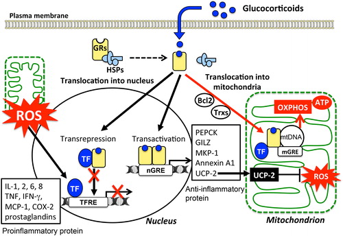 Figure 3. Variety of cellular responses to glucocorticoids and modulation of mitochondrial functions: Cellular responses to glucocorticoids are initiated by its binding to the cytosolic glucocorticoid receptors (GRs) in their inactive form. Homodimers of the GR complex bind to nuclear glucocorticoid response elements (nGREs) and activate the gene transcriptions driving the expression of anti-inflammatory genes including those encoding annexin A1, glucocorticoid-induced leucine zipper protein (GILZ), and mitogen-activated protein kinase phosphatase-1 (MKP-1) (transactivation). In addition, GR complex up-regulate the expression of uncoupling protein-2 (UCP2) thereby suppressing mitochondrial ROS generation. On the other hand, GRs may complex with transcription factors (TFs) such as NFκB and AP-1 thereby preventing them from binding to their target genes, including pro-inflammatory genes such as IL-1B, TNFA, and chemokines (transrepression). Mitochondrial generation of ROS enhances the activity of these TFs. Activated GRs also modulate mitochondrial functions in various cells including neurons, hepatocytes, and immune cells. The mitochondrial genomes of human and rat contain sequences similar to that of the nGREs. GREs in the mitochondrial genome (mGRE) modulate the biosynthesis of the proteins involved in oxidative phosphorylation (OXPHOS) by regulating mitochondrial gene expression. Furthermore, interactions of GRs with B-cell lymphoma-2 (Bcl-2), and mitochondrial thioredoxin (Trx2) regulate mitochondrial function including oxidation, energy production, and cellular survival.