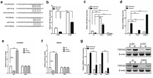 Figure 5. LINC00525 promoted UBE2Q1 expression by sponging to miR-338-3p.