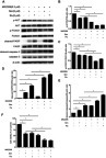 Figure 7 Potentiation of simvastatin (Sim) and fluvastatin (Flu) inhibition of AKT and FOXO1 phosphorylation and cell viability while promotion of cell apoptosis by the AKT kinase inhibitor in PC3 cells. PC3 cells were treated with or without 5 μM simvastatin or fluvastatin for 36 h following a pretreatment with or without 0.2 μM MK2206 for 60 min. Total cellular proteins were prepared and immunoblotted for p-AKT(Ser-473), AKT, p-FOXO1 (Ser-256), FOXO1, cleaved-PARP, PARP, cleaved-caspase 3 and caspase 3 (A). β-actin was used as a loading control. The quantitative data in (B-E) are the mean ± SEM of three independent experiments and expressed as folds of vehicle control. (F) shows the alterations of cell viability expressed as percentage of vehicle control in PC3 cells treated with or without MK2206 (0.2 μM), Sim (5 μM) and Flu (5 μM) alone or in combination for 48 h in PC3 cells. *p<0.05 compared to the corresponding control.