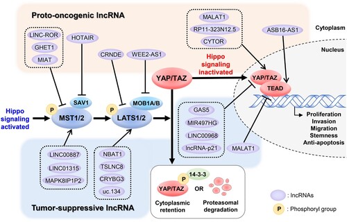 Figure 1. Hippo-YAP/TAZ signaling pathway regulated by lncRNAs. In the classical Hippo-YAP/TAZ signaling pathway, YAP/TAZ/TEAD are pro-tumorigenic components promoting cell proliferation, invasion, migration, stemness, and anti-apoptosis in cancer cells. MST1/2, LATS1/2, and their adaptor proteins, such as SAV1 and MOB1A/B, which can repress the transcriptional activity of YAP and TAZ, usually suppress tumors. Proto-oncogenic lncRNAs decrease the activity of MST1/2, LATS1/2, and their adaptor proteins, thereby stimulating YAP/TAZ/TEAD signaling, whereas tumor-suppressive lncRNAs increase. Some lncRNAs directly affect the activity of YAP/TAZ/TEAD, exerting their proto-oncogenic or tumor-suppressive activities.