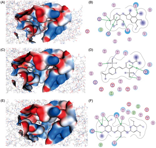 Figure 7. Binding of compounds 2755, 2921 and 11275 (A, C and E, respectively) into EhHK1 predicted ATP binding site. 2D Interactions map among the enzyme and compounds 2755, 2921 and 11275 (B, D and F, respectively). Arrows indicate H-bond formation, and a cross with an aromatic ring means cation–π interaction.