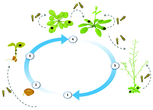 Figure 1.A. brassicicola disease cycle. The fungus overwinters on infected crop residues, susceptible weeds, and seed plants (1). It can be seedborne via mycelia within the seed or transitory conidia on the seed surface. Conidia are readily windborne and can be dispersed great distances throughout the growing season (gray arrows represent the aerial spread of conidia). A. brassicicola usually causes damping-off of seedlings (2–3), and dark lesions on aerial parts of adult plants (4). At the plant reproductive stage, seed infection leads to premature pod shatter and shriveled seed (5), causing reduced seed germination and seedling vigor. Black spot disease seriously reduces crop yields, while also reducing the market quality of cauliflower and cabbage heads and oil quality in oilseed species.
