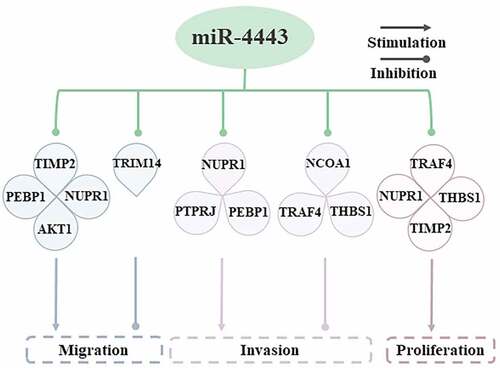 Figure 3. Molecular mechanisms by which miR-4443 affects cell behaviors.miR-4443 affects cell migration, invasion, and proliferation by inhibiting multiple target genes.