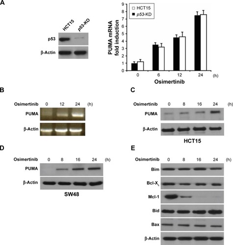 Figure 2 Osimertinib induces p53-independent PUMA induction in CRC cells.