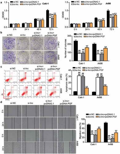 Figure 7. The negative effect of si-ARAP1-AS1 on ccRCC cells was relieved by PGF overexpression vectors. (a) The cell proliferation was detected by CCK-8 assay in transfected ccRCC cells. (b) The colony formation ability was identified by colony formation assay in transfected ccRCC cells. (c) The cell apoptosis was measured by flow cytometry in transfected ccRCC cells. (d) The cell migration was verified by wound healing assay in transfected ccRCC cells. NC, negative control. si-lnc, siRNA of ARAP1-AS1. pcDNA-PGF, PGF overexpression vectors. *, P < 0.05 and **, P < 0.01 compared with si-NC. ##, P < 0.01 compared with si-lnc+pcDNA-PGF