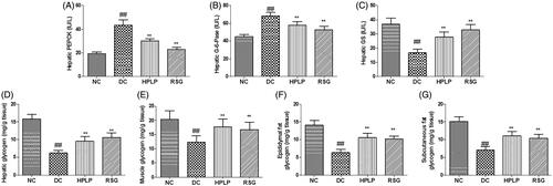 Figure 4. Effect of PLP on hepatic glucose metabolism in db/db mice. The hepatic PEPCK activity (A), hepatic G-6-Pase activity (B), hepatic GS activity (C), hepatic glycogen content (D), muscle glycogen content (E), epididymal fat glycogen content (F) and subcutaneous fat glycogen content (G). Data are shown as the mean ± SD (n = 8). ##p < 0.01, DC group vs. NC group; **p < 0.01, drug-treated group vs. DC group.