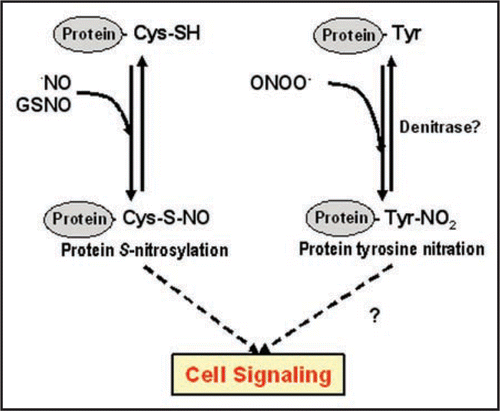 Figure 1 Hypothetical model of pathways of protein post-translational modifications (S-nitrosylation and tyrosine nitration) mediated by reactive nitrogen species (RNS) and its involvement in plant cell signalling.