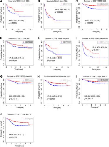 Figure 5 The prognostic significance of CHN1 in important clinical subgroups of DLBCL. Kaplan–Meier curves of overall survival (OS) in the high CHN1 expression and low expression groups in GSE10846 and GSE117556 with different DLBCL subtypes (A–D), different stages (F–H), and different IPI scores (I–J).