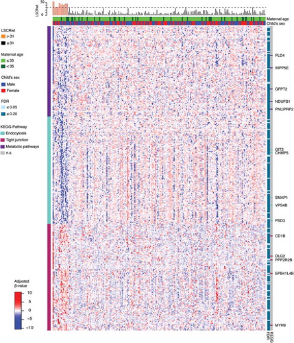 Figure 3. Heatmap of M-values for 130 Gene-annotated Probes Significantly Associated with Maternal Lifetime Stress at the FDR = 0.10 Level. Heatmap shows adjusted and normalized methylationβ-values with genetic background and cell heterogeneity factors removed, for the leading three clusters that consist of 317 probes of the 616 significant probes (FDR = 0.20). For each gene/probe (rows), the cluster membership is shown in the bar to the left and the significance level based on the semi-continuous regression model is shown to the immediate right. Pathway enrichment testing was conducted for the probes belonging to each cluster; genes belonging to enriched KEGG pathways (P <0.05) are highlighted in the bars to the far right. For each sample (column), the LSCRwt is plotted (top) and the child’s sex and maternal age is shown in the bars directly above the heatmap.