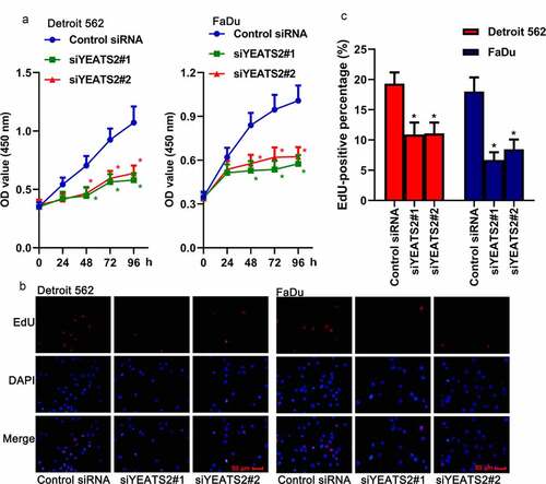 Figure 2. YEATS2 silence inhibited proliferation in Detroit562 and FaDu cells. (a) Cell viability was detected by CCK8 assay in Detroit562 and FaDu cells after YEATS2 siRNA transfection. (b) Proliferate ability was detected by EdU staining in Detroit562 and FaDu cells after YEATS2 siRNA transfection (at 400 × magnification). (c) Quantitative analysis for EdU staining. Data were represented as mean ± SD at least three independent experiments and analyzed by one-way analysis of variance (ANOVA) followed by Tukey’s multiple comparison test. *p < 0.05 vs. the control siRNA group