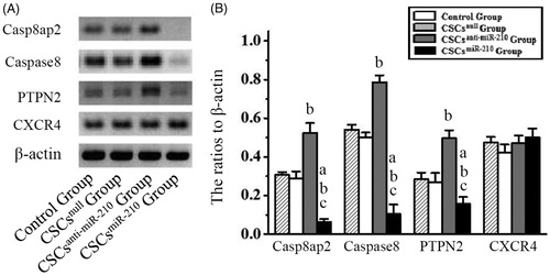 Figure 2. The expression of Casp8ap2, Caspase8, PTPN2 and CXCR4 in CSCs. The representative western blotting pictures of Casp8ap2, Caspase8, PTPN2 and CXCR4 are shown in A. Subsequently, the quantitative analysis is performed and the results are compared among the four groups in B. B presents mean values and SD from three independent observations. Casp8ap2: Caspase 8 associated protein 2. PTPN2: Protein tyrosine phosphatase, non-receptor type 2. CXCR4: CXC chemokine receptor 4. a: P < .001 vs. Control Group. b: P < .001 vs. CSCsnull Group. c: P < .001 vs. CSCsanti-miR-210 Group.