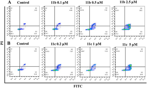 Figure 6. Flow cytometric analysis of the apoptotic rate. HL-60 cells were treated with 11b (A) and 11c (B) compounds for 48h.