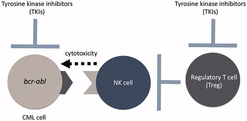Figure 9. TKIs damage not only CML cells harboring the bcr-abl gene, but also Foxp3+ regulatory T cells, which indirectly activate NK cells. The cytotoxicity against CML cells may be determined by the combinations of allelic polymorphisms of HLAs in CML cells and KIRs in NK cells.