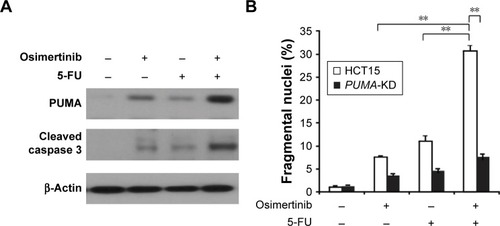 Figure 6 Osimertinib synergizes with 5-FU to induce cell apoptosis via PUMA.