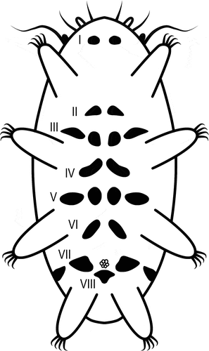 Figure 4. Configuration of ventral plates in Bryodelphax beniowskii sp. nov. Roman numerals indicate the rows in which the ventral plates are arranged.